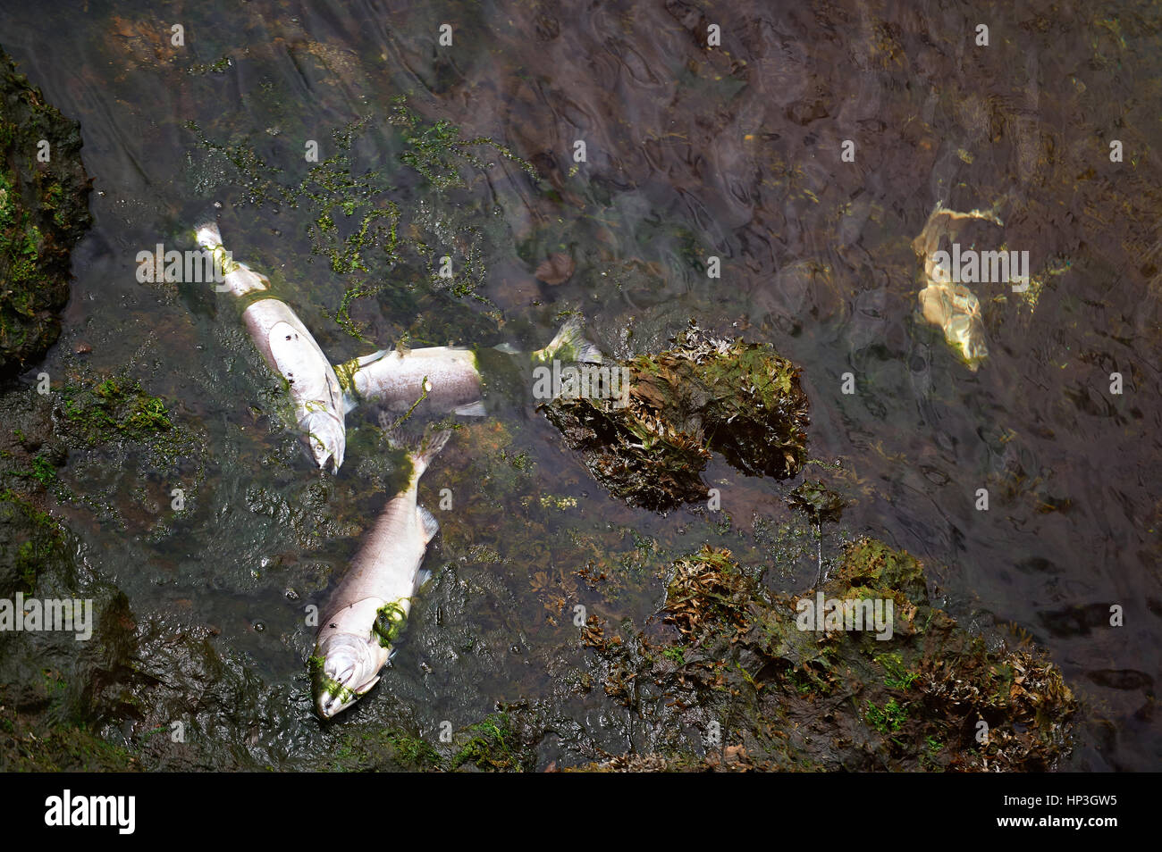 Tote Fische im Fluss nach Verschmutzung. Ökologie Umwelt Problem Abfall im Wasser. Stockfoto