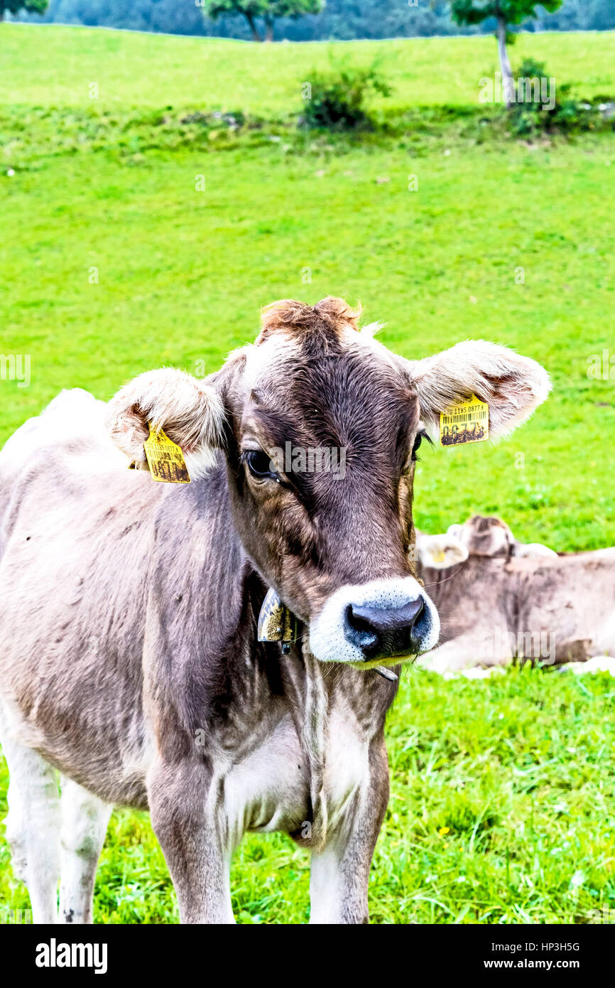 Maienfeld in Graubündens, der Schweiz, Land von Heidi, dem Kinderbuch Stockfoto