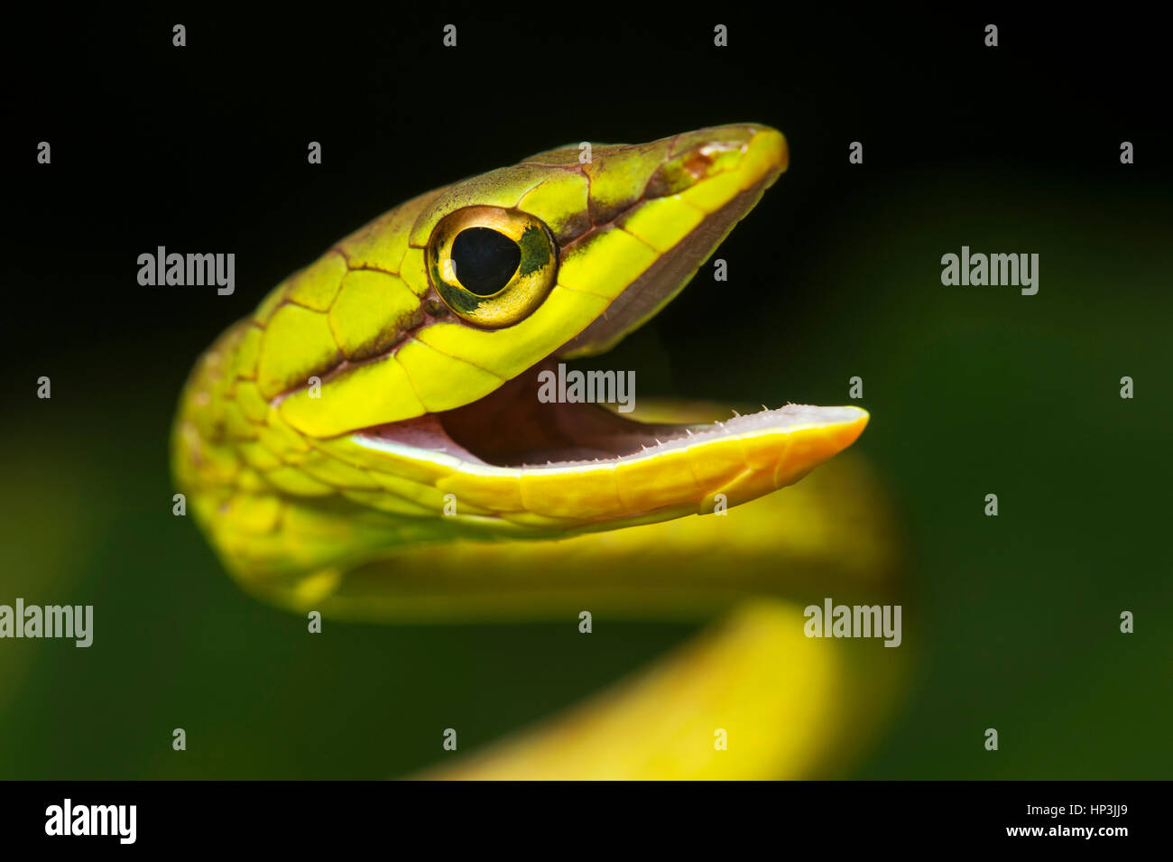 Natter (Oxybelis Brevirostris), Tier-Portrait, Amazonas-Regenwald, Canande River Nature Reserve, Choco Wald, Ecuador Stockfoto