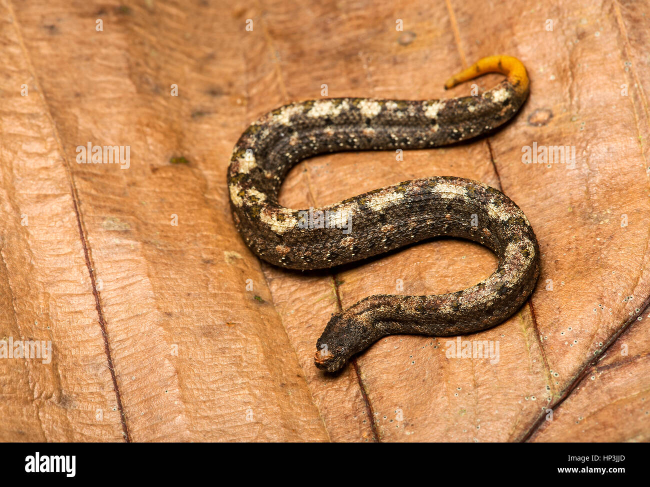 Nördlichen Wimpern Boa (Trachyboa Boulengeri), Amazonas Regenwald, Canande River Nature Reserve, Choco, Ecuador Stockfoto