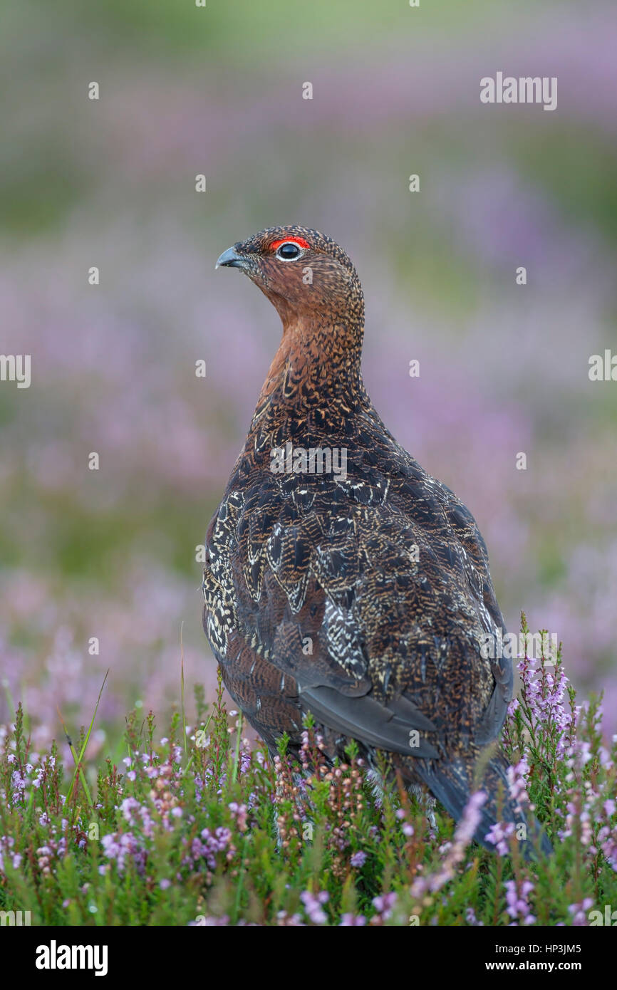 Moorschneehuhn (Lagopus Lagopus Scotica), Erwachsene in der blühenden Heide, Yorkshire, England, Vereinigtes Königreich Stockfoto