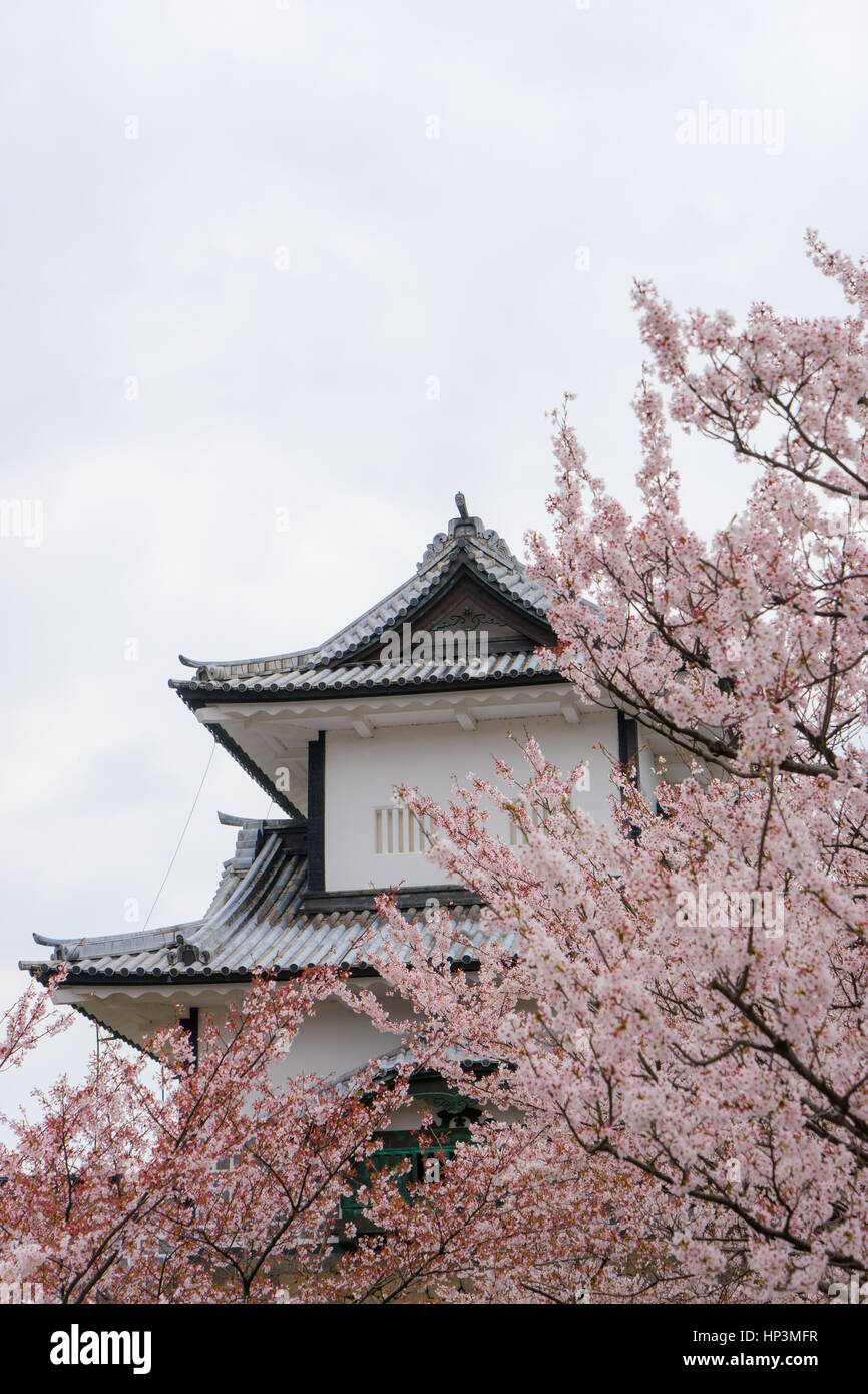 Kanazawa Burg hinter voll blühten Sakura Blumen, Kanazawa, Japan Stockfoto