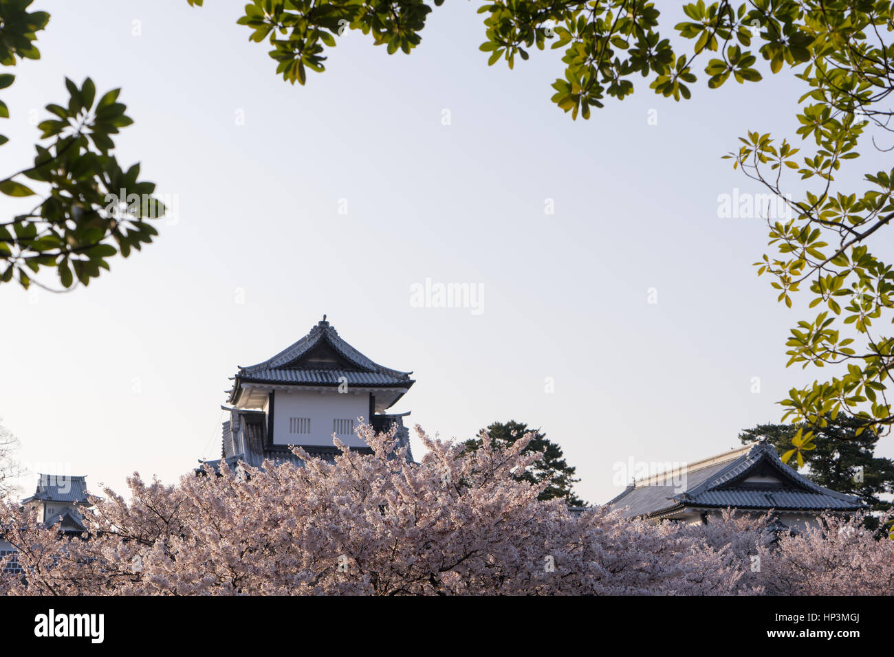 Kanazawa Burg hinter voll blühten Sakura Blumen, Kanazawa, Japan Stockfoto