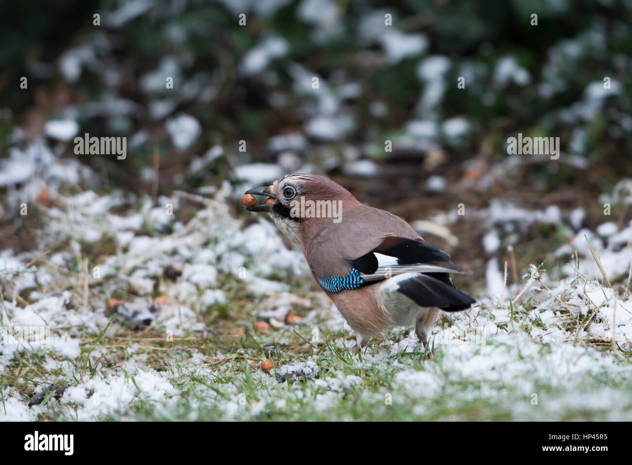 Ein Eichelhäher (Garrulus Glandarius) sammeln Erdnüsse von frostigen Garten Rasen, Hastings, East Sussex, UK Stockfoto