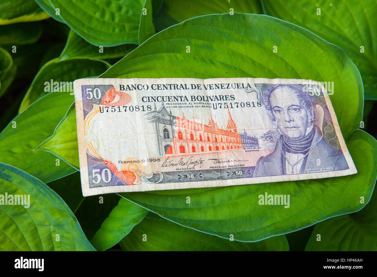 50 venezolanische Bolivares Banknote auf den Blättern im Wald Stockfoto