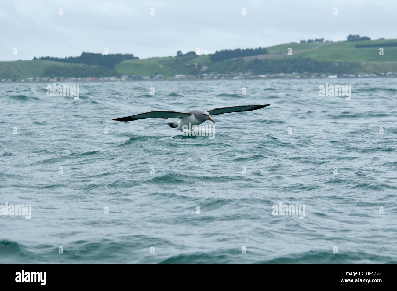 Salvin Mollymawk Landung auf den Wellen des Pazifischen Ozeans in der Nähe der Küste von Kaikoura in Neuseeland.  Ein Salvin-Albatros Landet Auf Den Wellen des Stockfoto