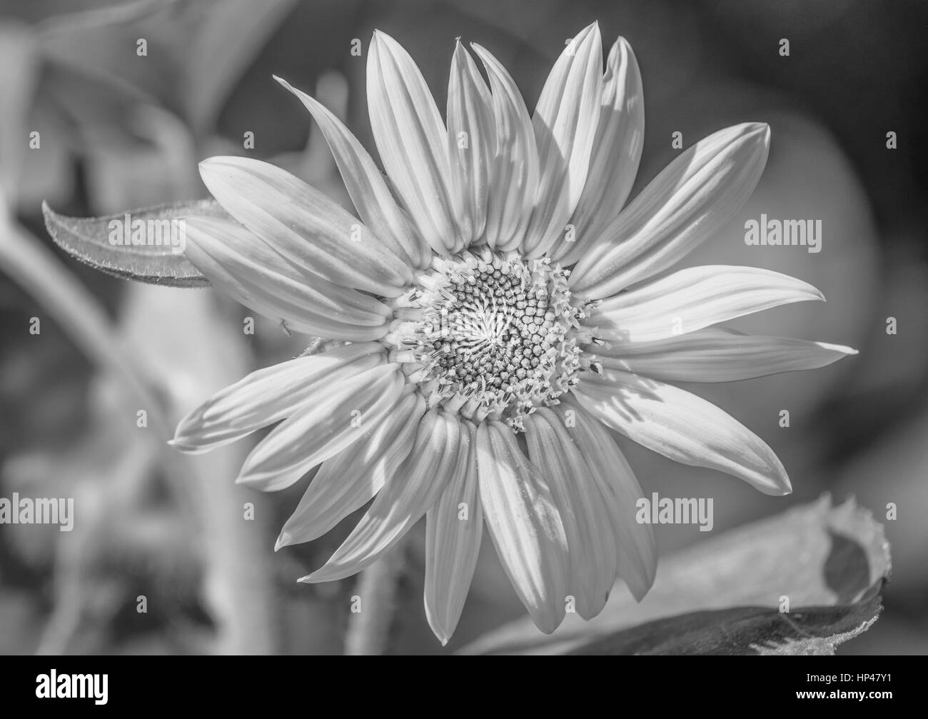 High Key Schwarze Und Weisse Marguerite Daisy Bluten Im Hellen Sonnenschein Auf Die Naturlichen Unscharfen Hintergrund Stockfotografie Alamy