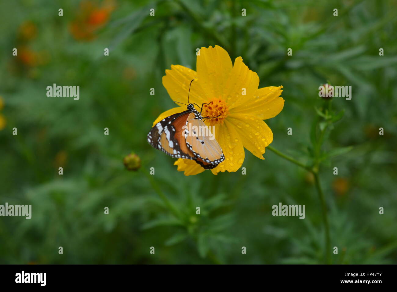 Schmetterling im gelbe Blume Stockfoto