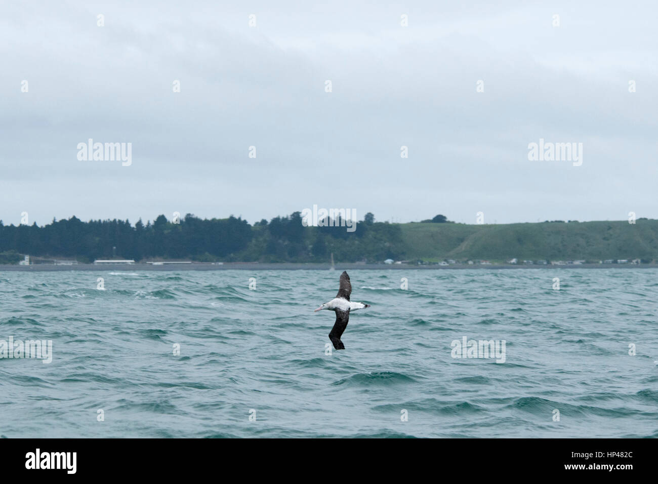 Wandering Albatros fliegen über die Wellen des Pazifischen Ozeans in der Nähe der Küste von Kaikoura in Neuseeland.  Ein Wanderalbatros Ehrung Über Den Wellen de Stockfoto