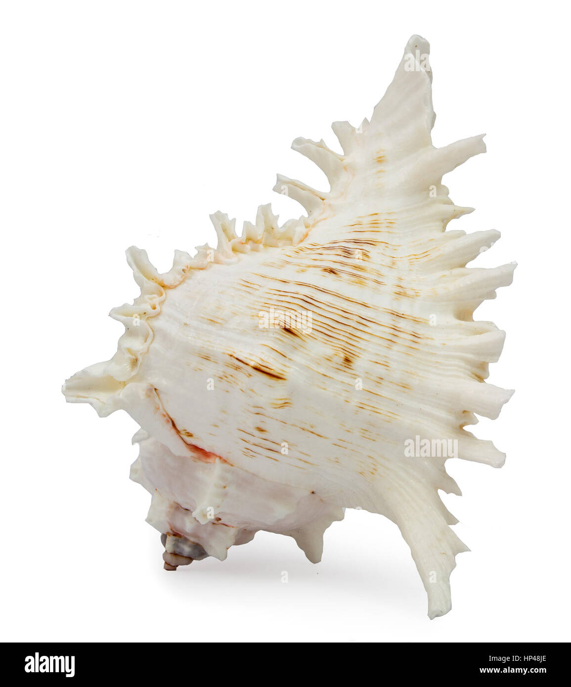 Chicoreus Ramosus Muschel auf weißem Hintergrund Stockfoto