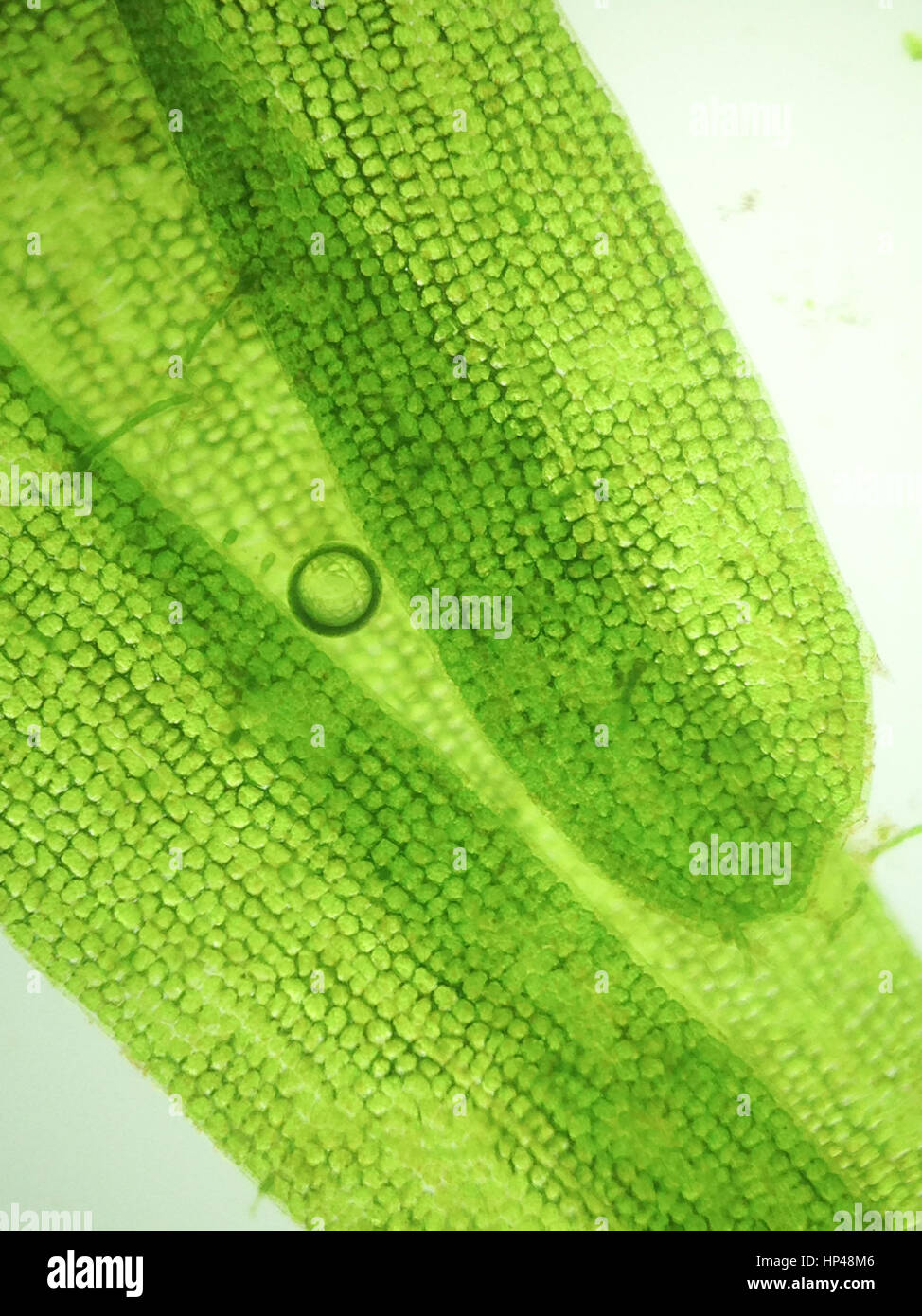 Zoom Mikroorganismus Algen Stockfoto