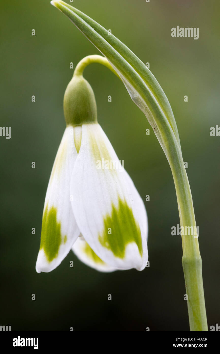 Einzelne Blume Von Februar Bluhen Schneeglockchen Galanthus Phil