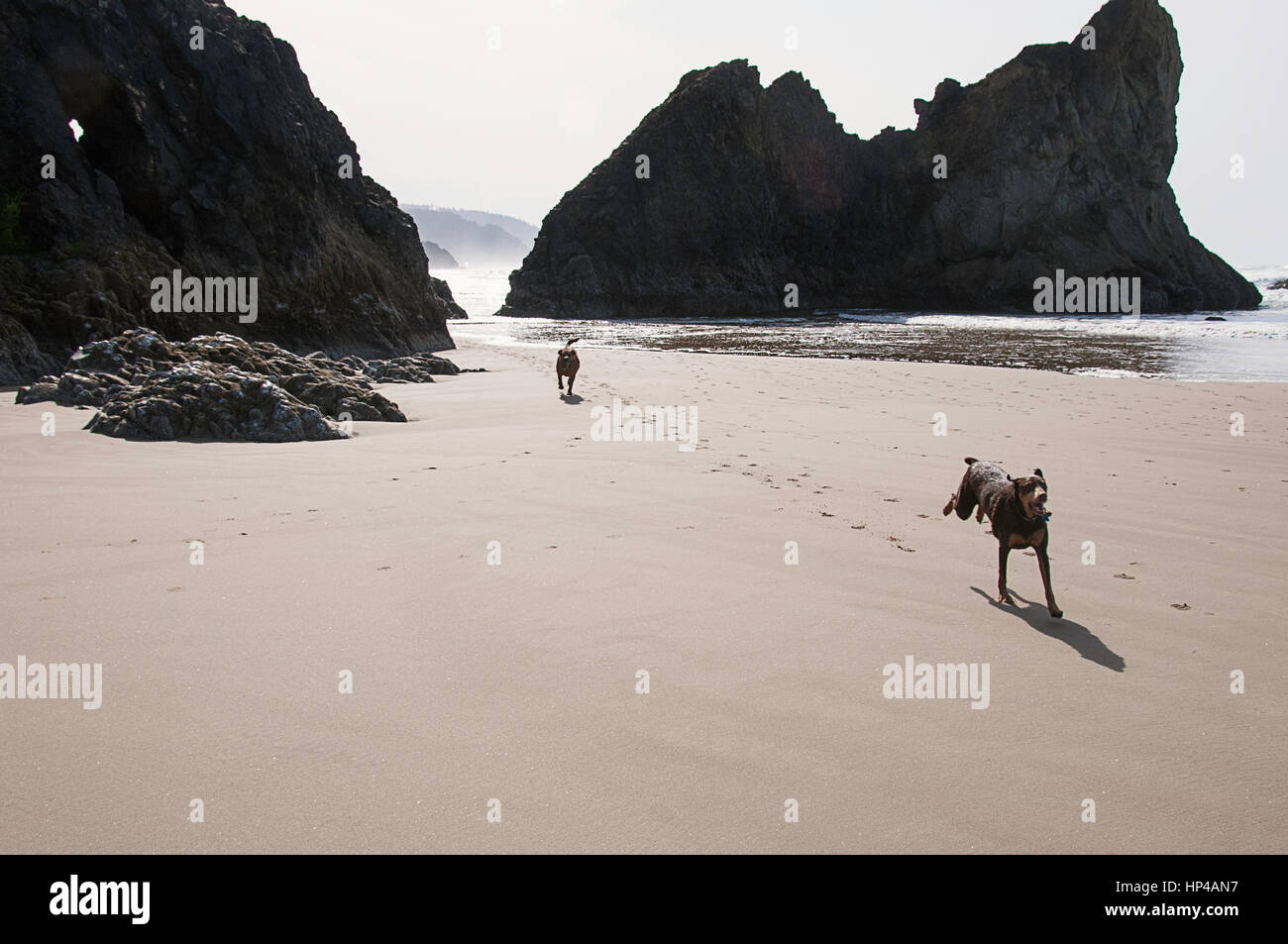 Zwei Hunde laufen frei auf der Küste von Oregon. Stockfoto