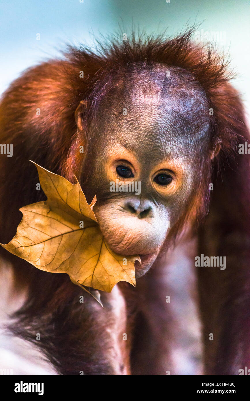 Niedliche Baby Orangutan spielen. Stockfoto