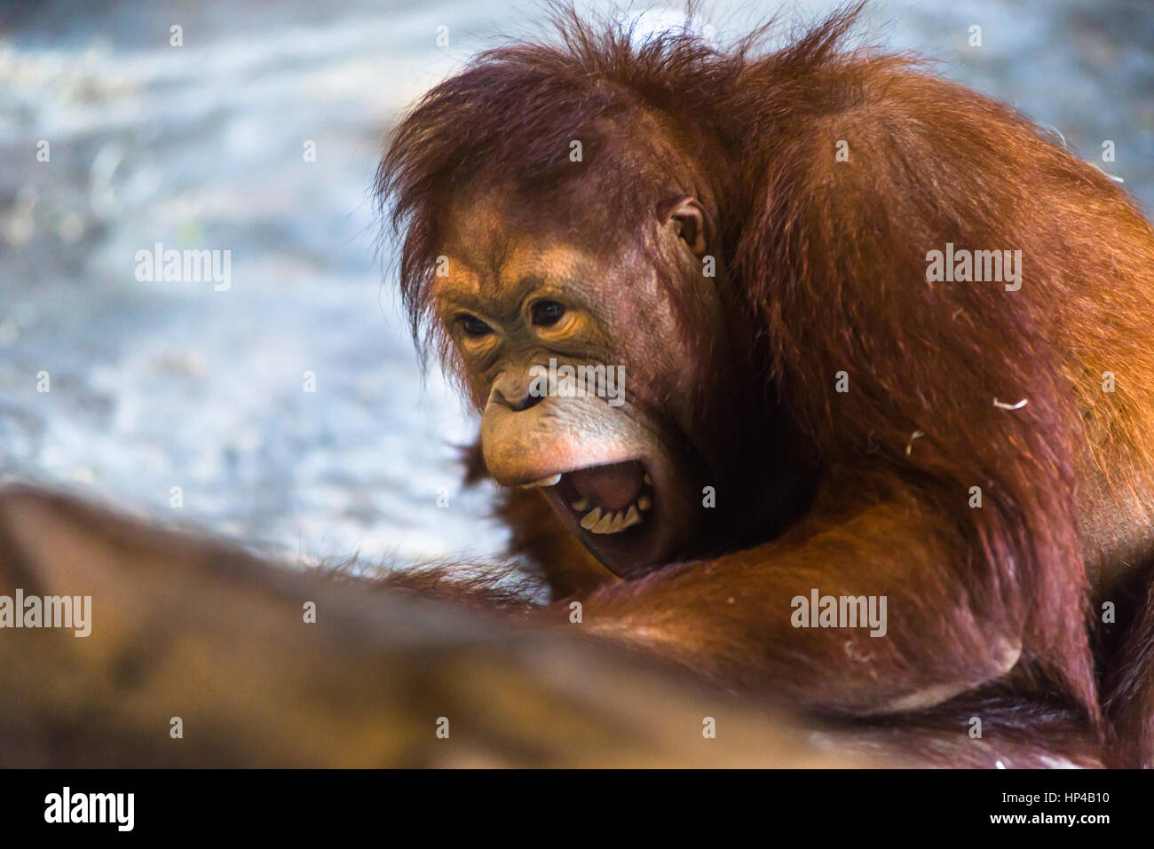Knurren Orang-Utan Stockfoto
