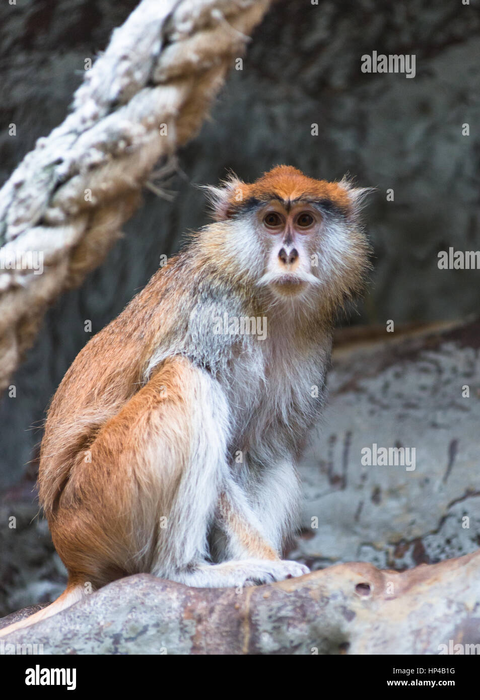Die husarenaffe (Erythrocebus patas), wie die hussar Monkey bekannt. Der Zoo von Barcelona. Spanien. Stockfoto