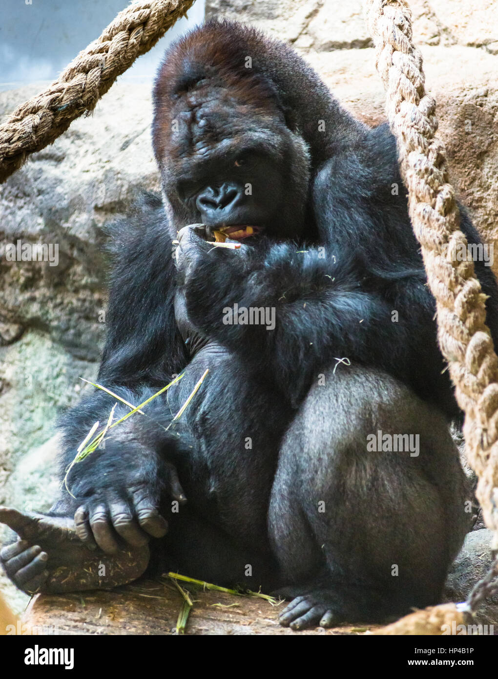Ältere männliche Silber backed Gorilla im Zoo von Barcelona. Spanien. Stockfoto