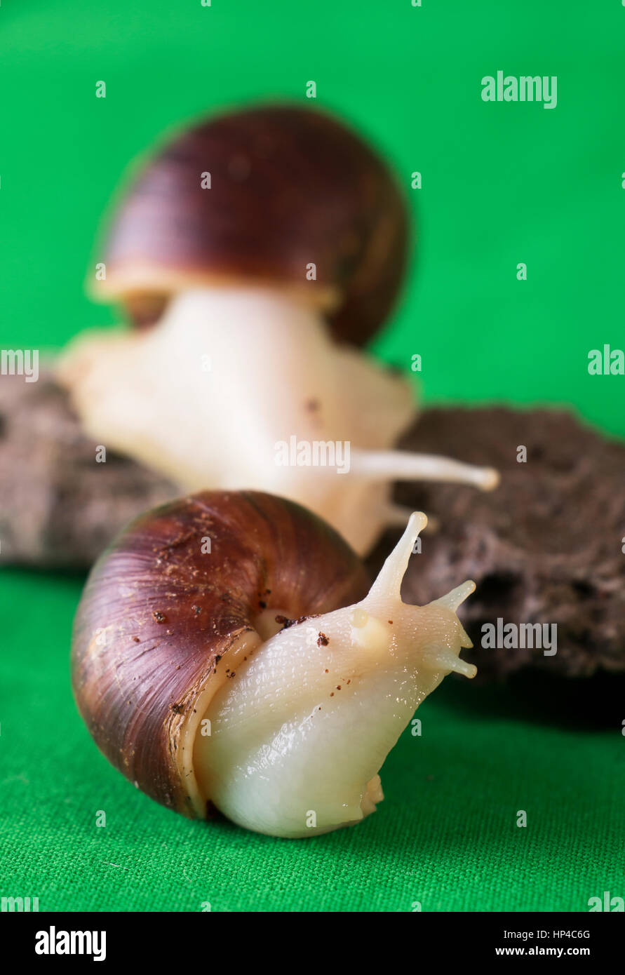 Junge afrikanische Schnecke Stockfoto