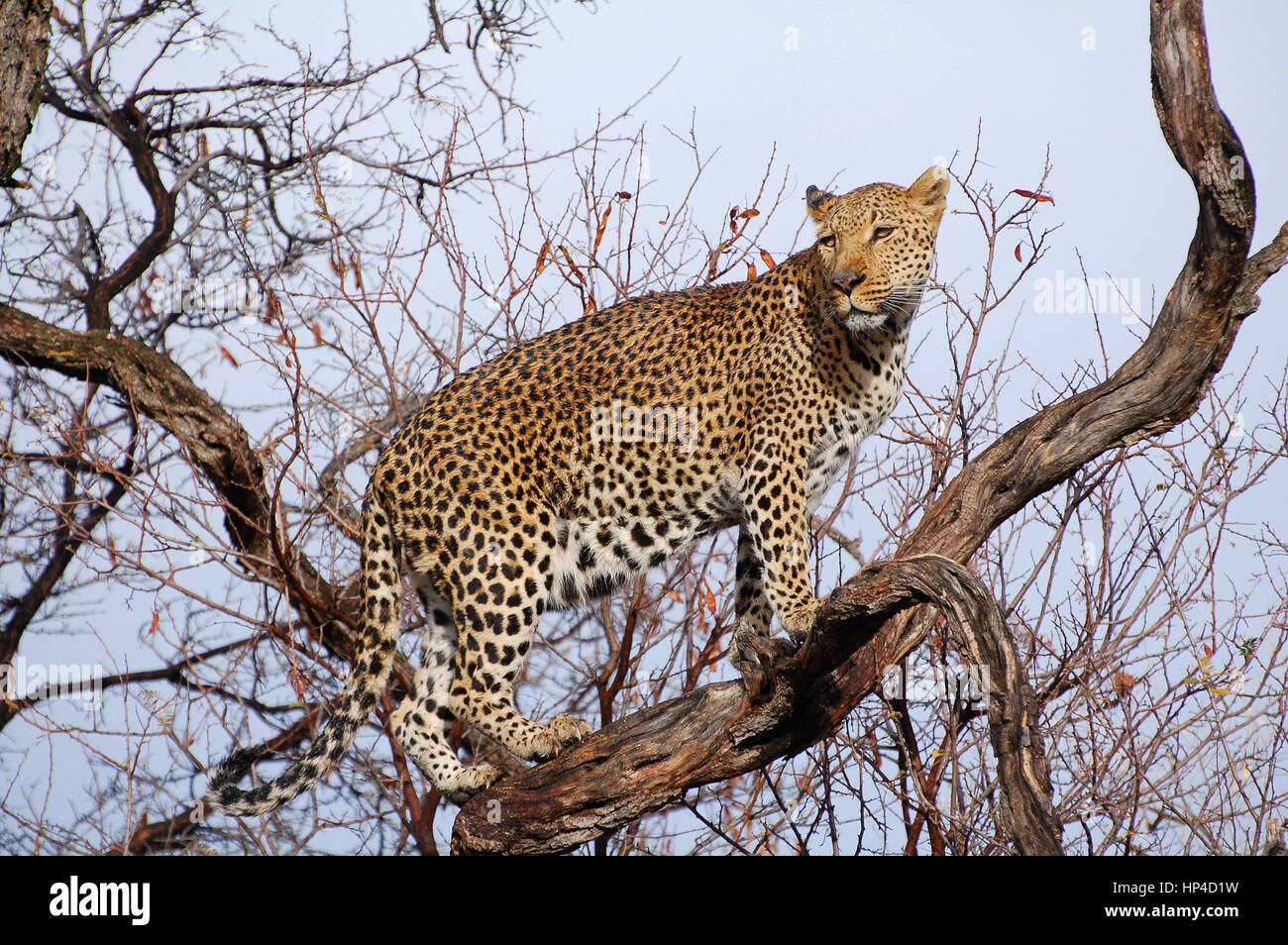 Erstaunliche Leoparden in einem Baum Namibia Stockfoto