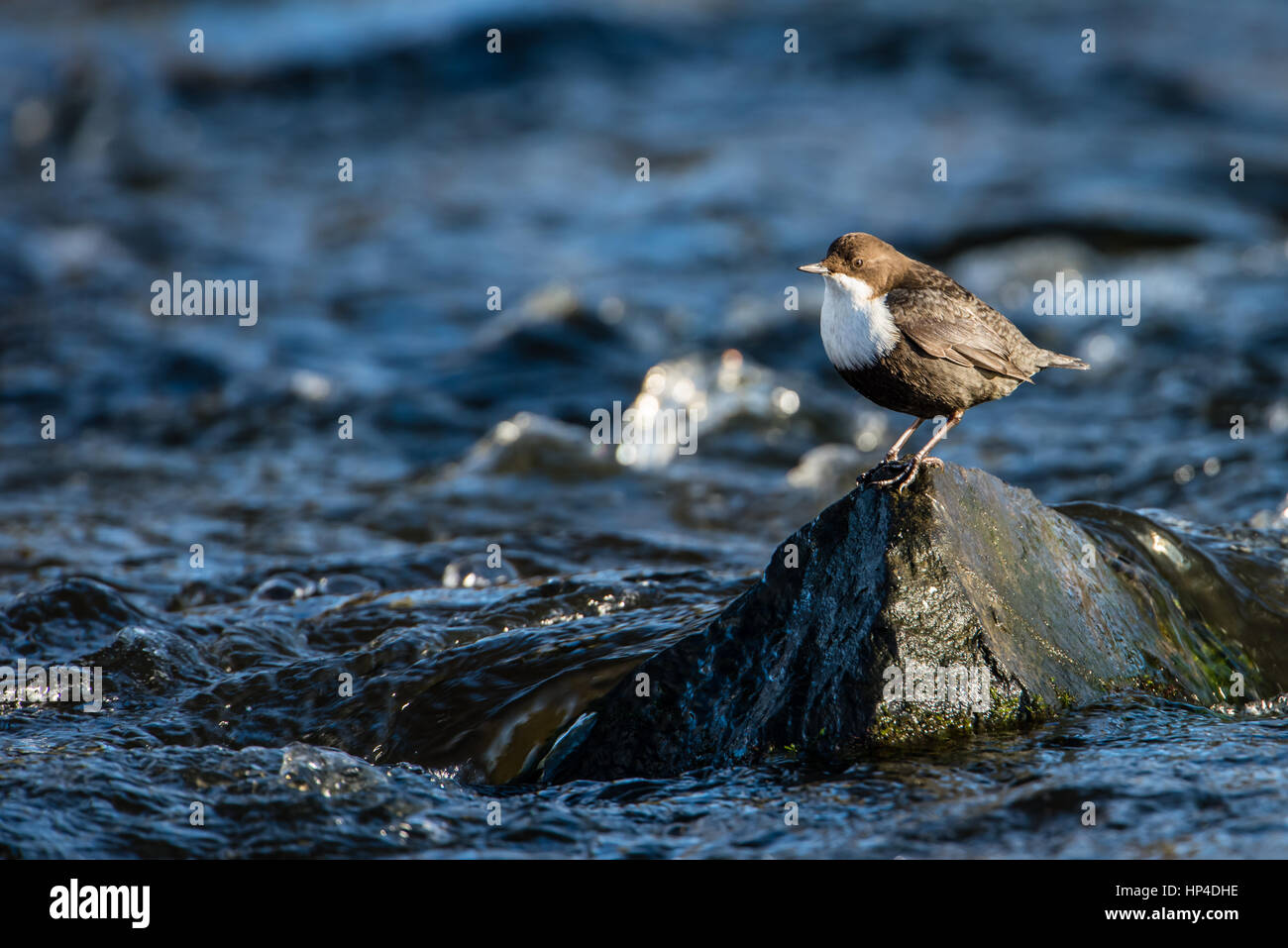 Weiße-throated Wasseramsel (Cinclus Cinclus) ist eine aquatische Sperlingsvögel Vogeljagd von einem Felsen in den Stream mit einem defokussierten Hintergrund Stockfoto