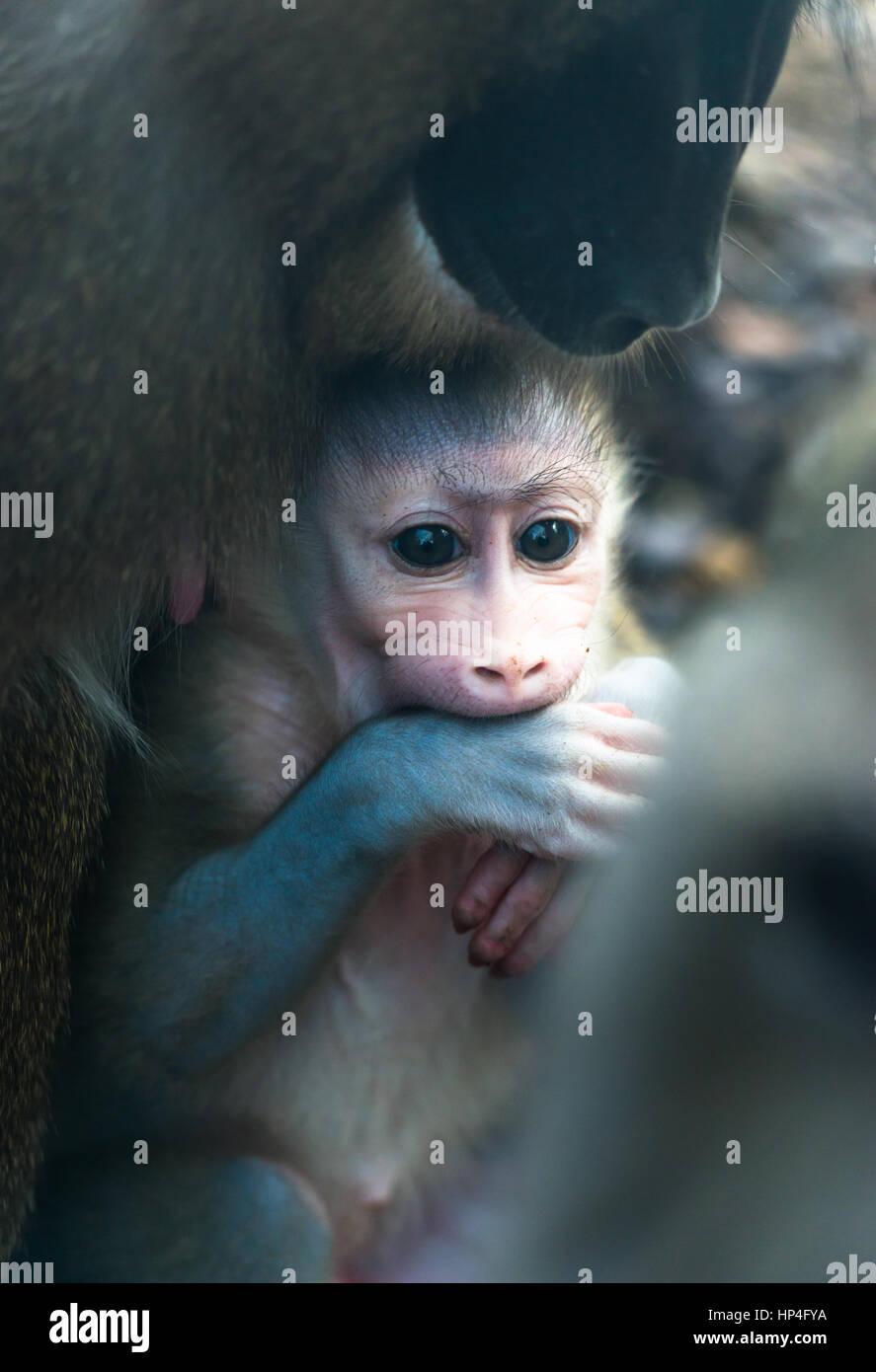 Mutter und Baby Drill Affen. Stockfoto