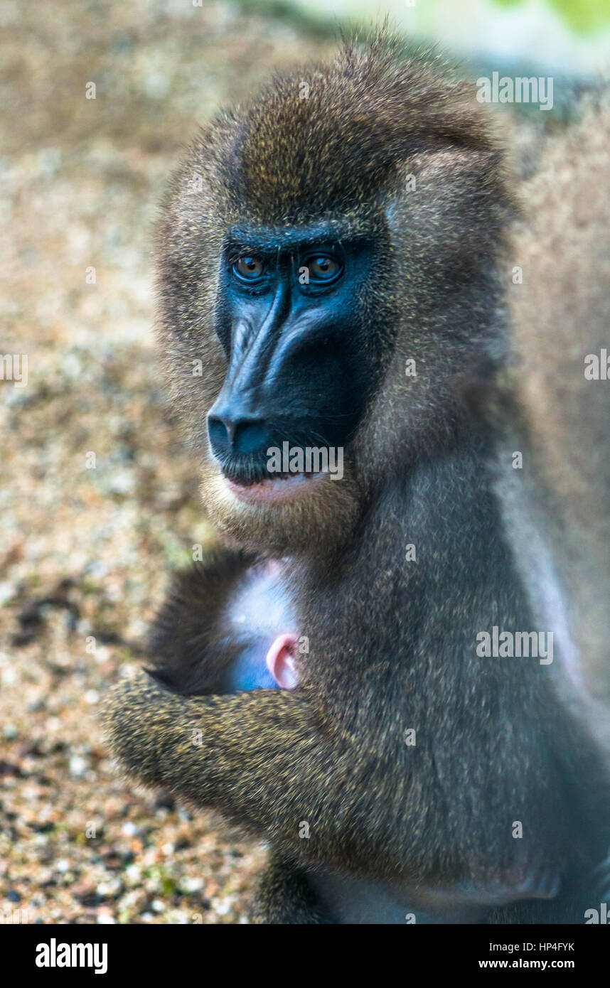 Mutter und Baby Drill Affen. Stockfoto