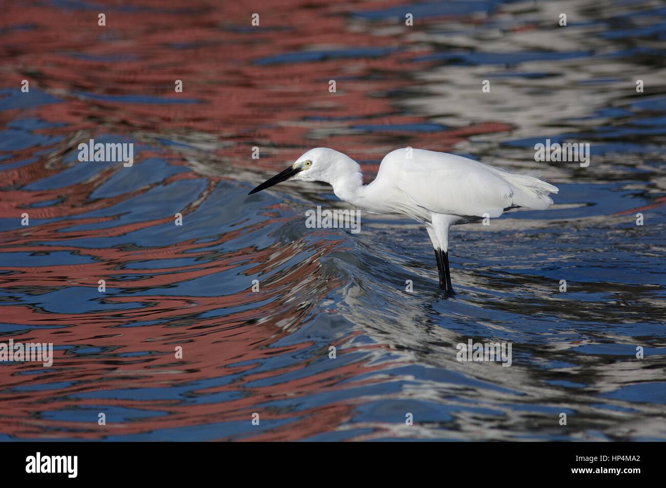 Seidenreiher Egretta Garzetta stehen im Meer Wasser reflektierenden Farben der Union Jack-Flagge. Blick auf Wellen und Gezeiten. UK-Vogelschutz nach Austritt. Stockfoto