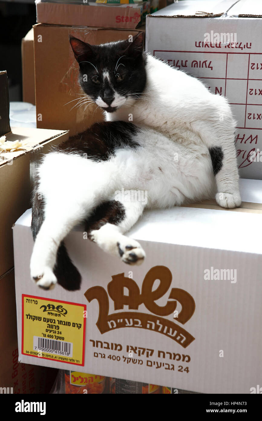 Katze sitzt auf Karton bei Carmel Markt Shop, tel Aviv, israel Stockfoto