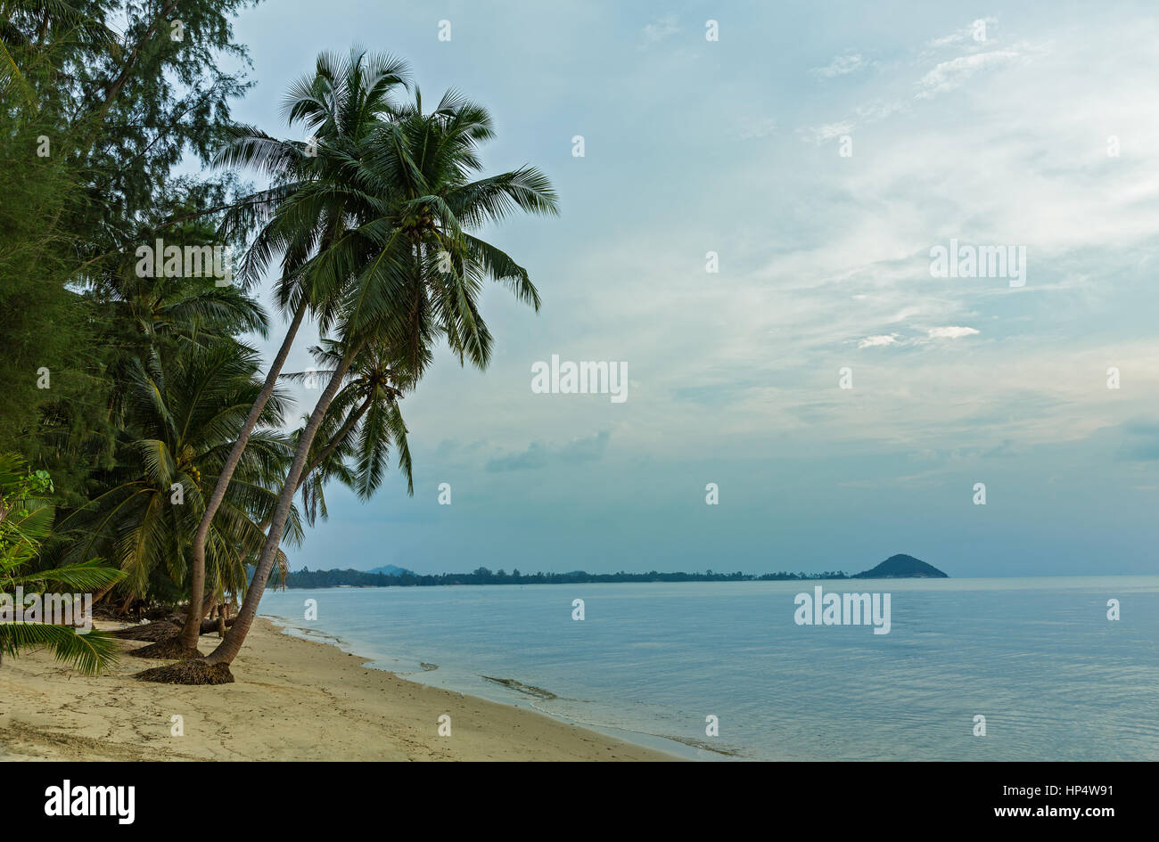 Leeren Strand und Palmen Bäume, Thailand, Samui Stockfoto