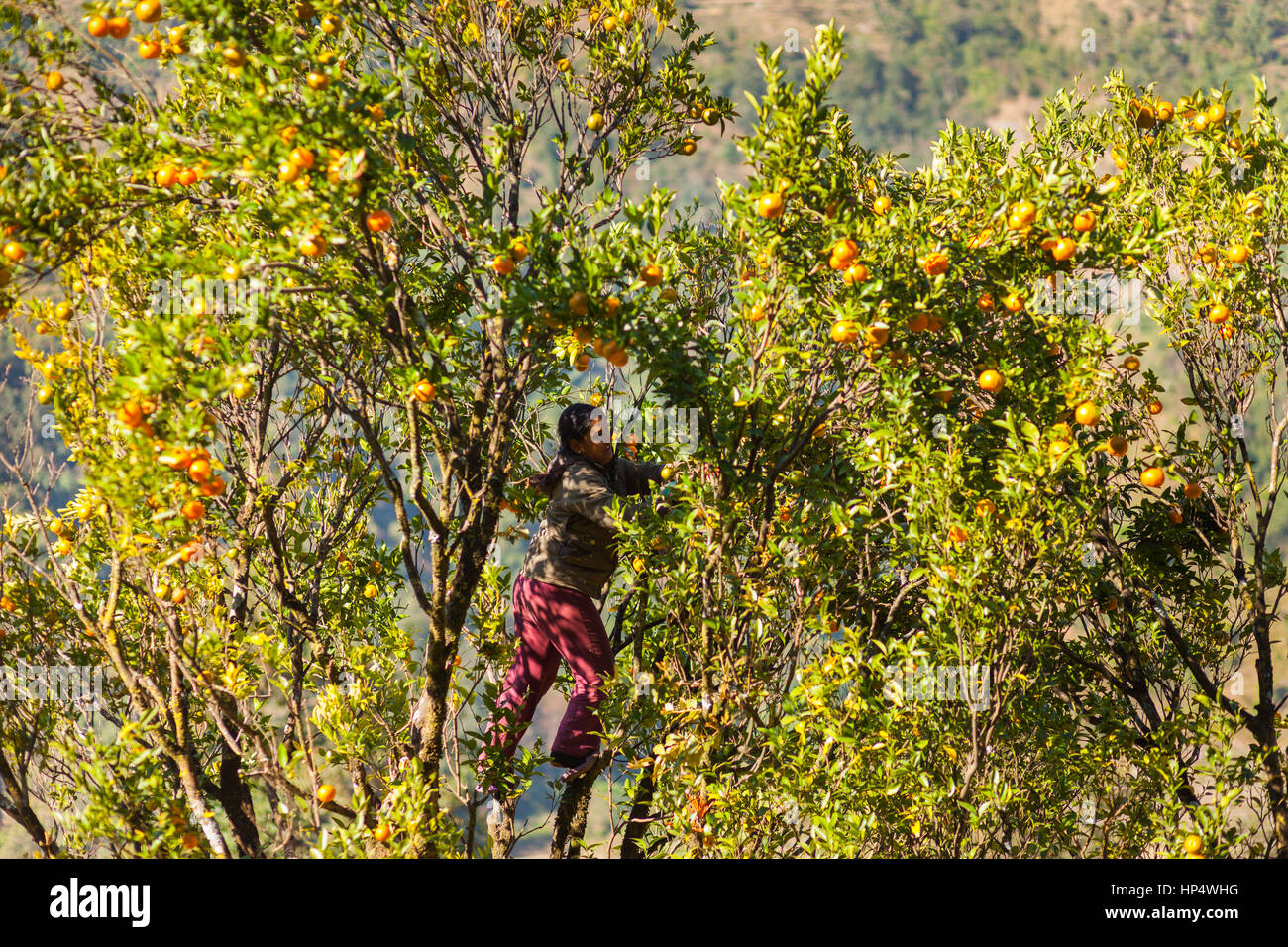 Newari Frau nimmt Orangen von einem Baum Orange (Citrus × Sinensis) in den Ausläufern des Himalaya, Taplejung Region, Nepal Stockfoto
