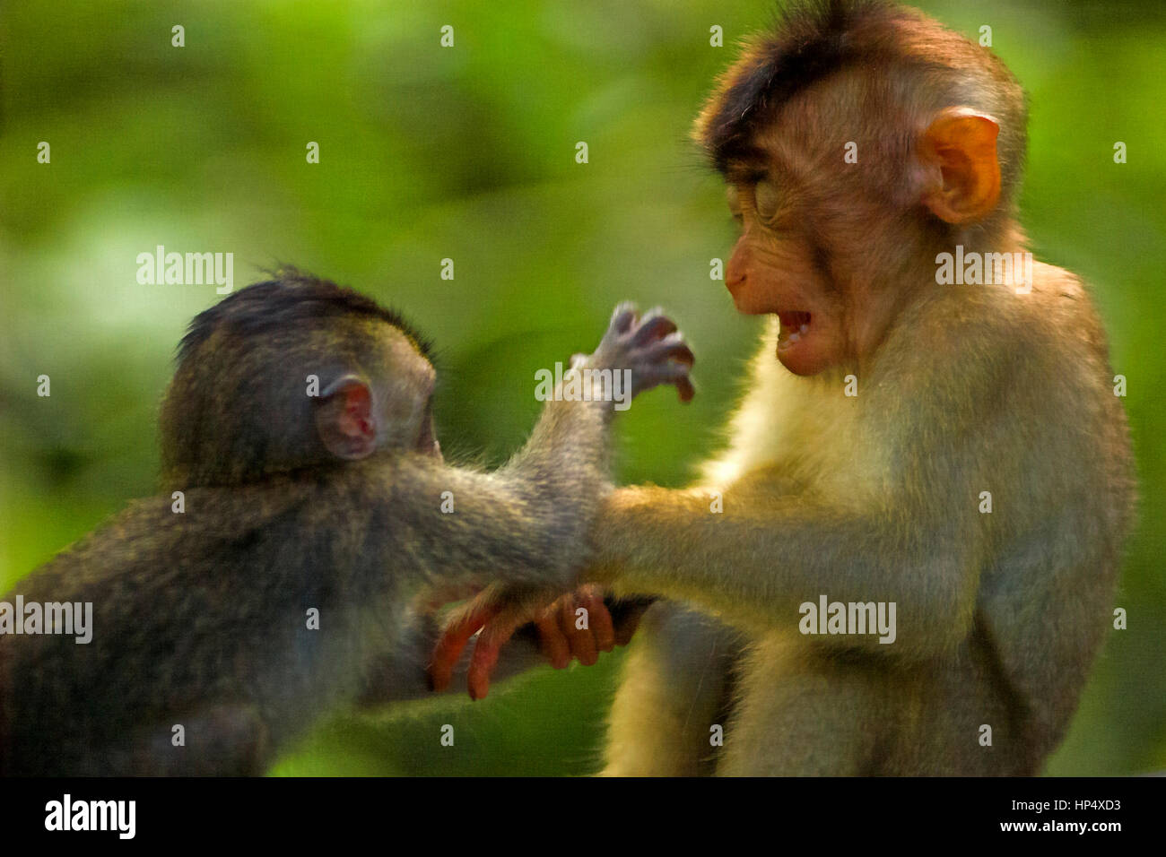Junge Zopf Makaken (Macaca Nemestrina) im Dschungel wie menschliche Kinder spielen. Soziales Verhalten. Stockfoto