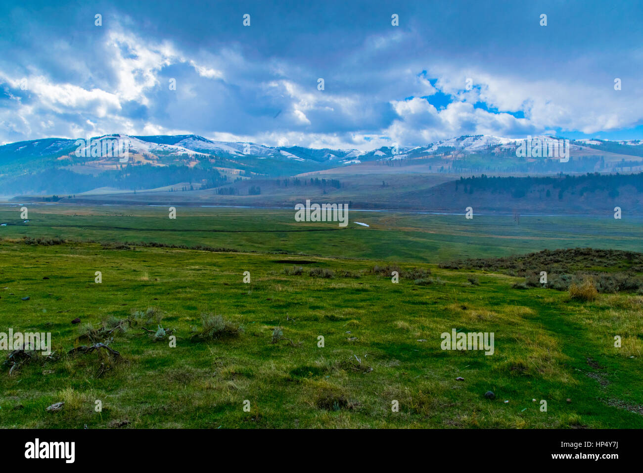 Lamar Valley - Amerikas Serengeti Stockfoto