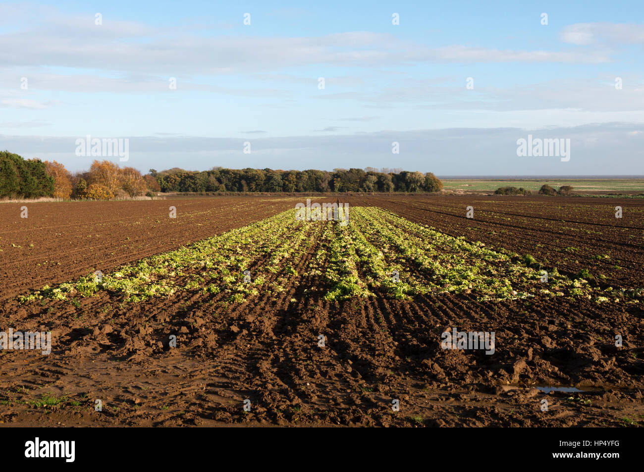 Bleibt der Salat ernten, Alderton, Suffolk, UK. Stockfoto