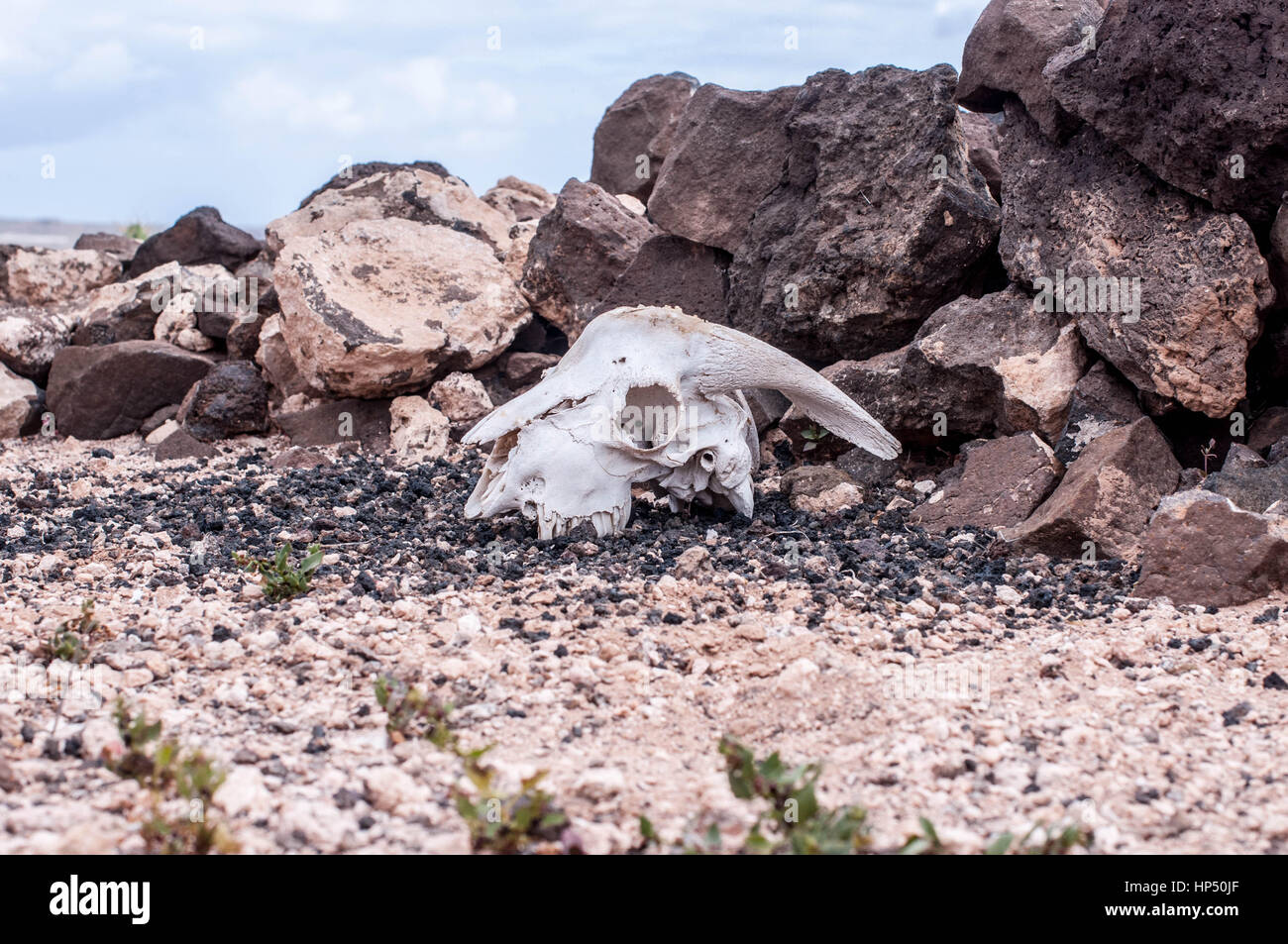 Schaf Schädel Gran Canaria Stockfoto