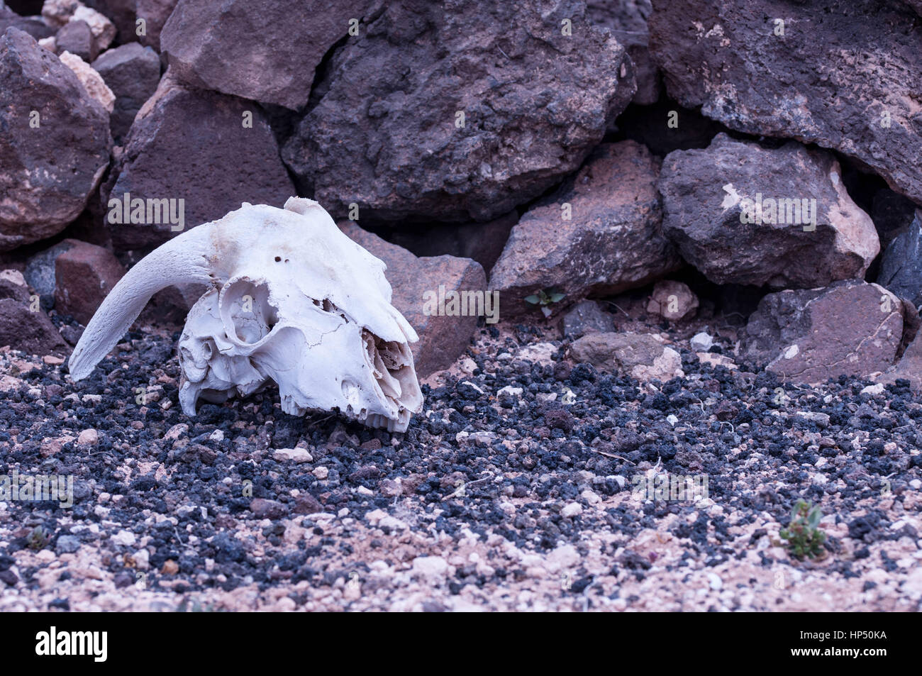 Schaf Schädel Gran Canaria Stockfoto