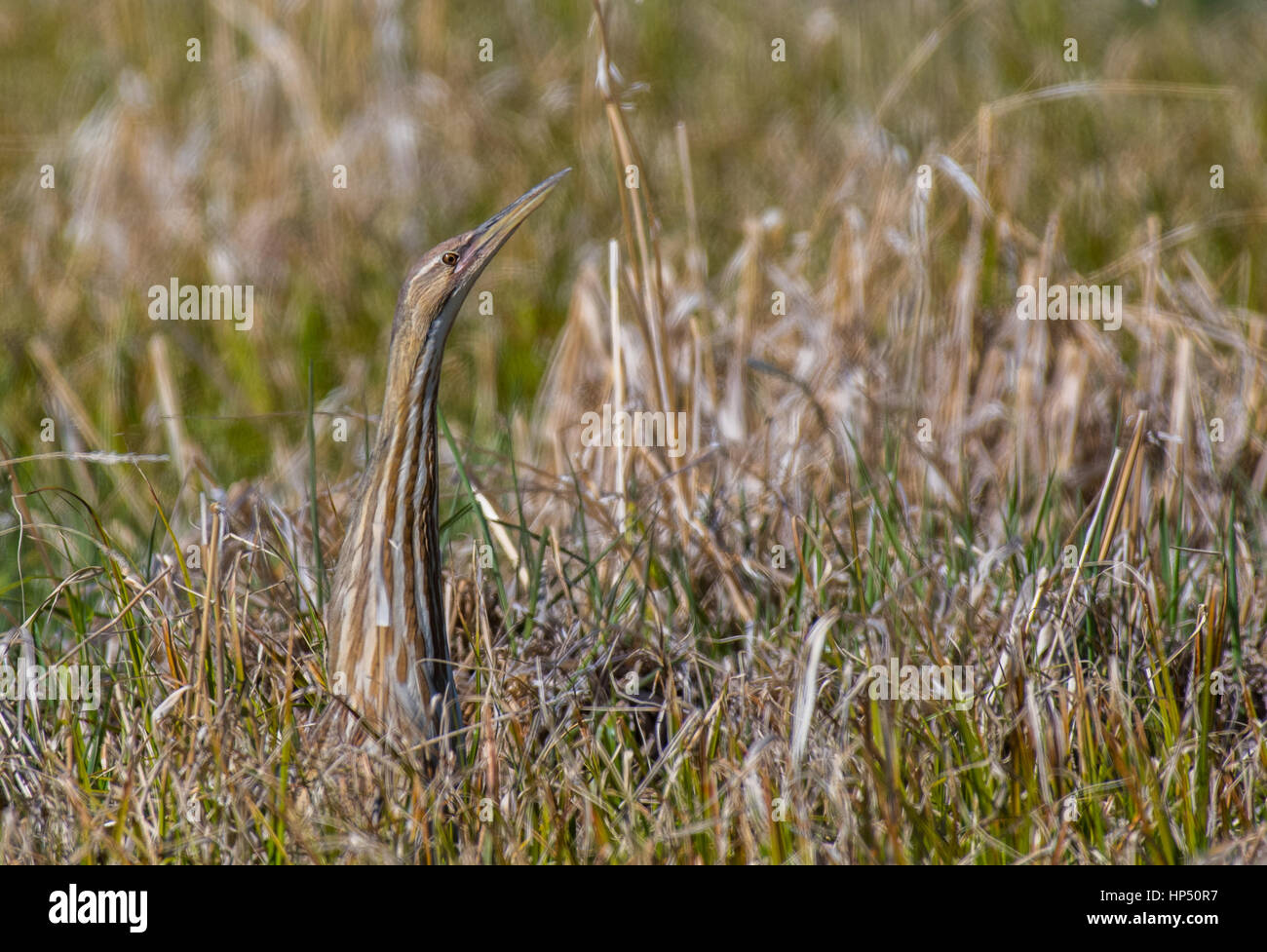 Eine amerikanische Rohrdommel Hiding in plain Sight Stockfoto