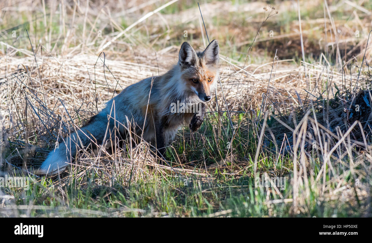Einen schönen roten Fuchs auf der Jagd nach Beute Stockfoto