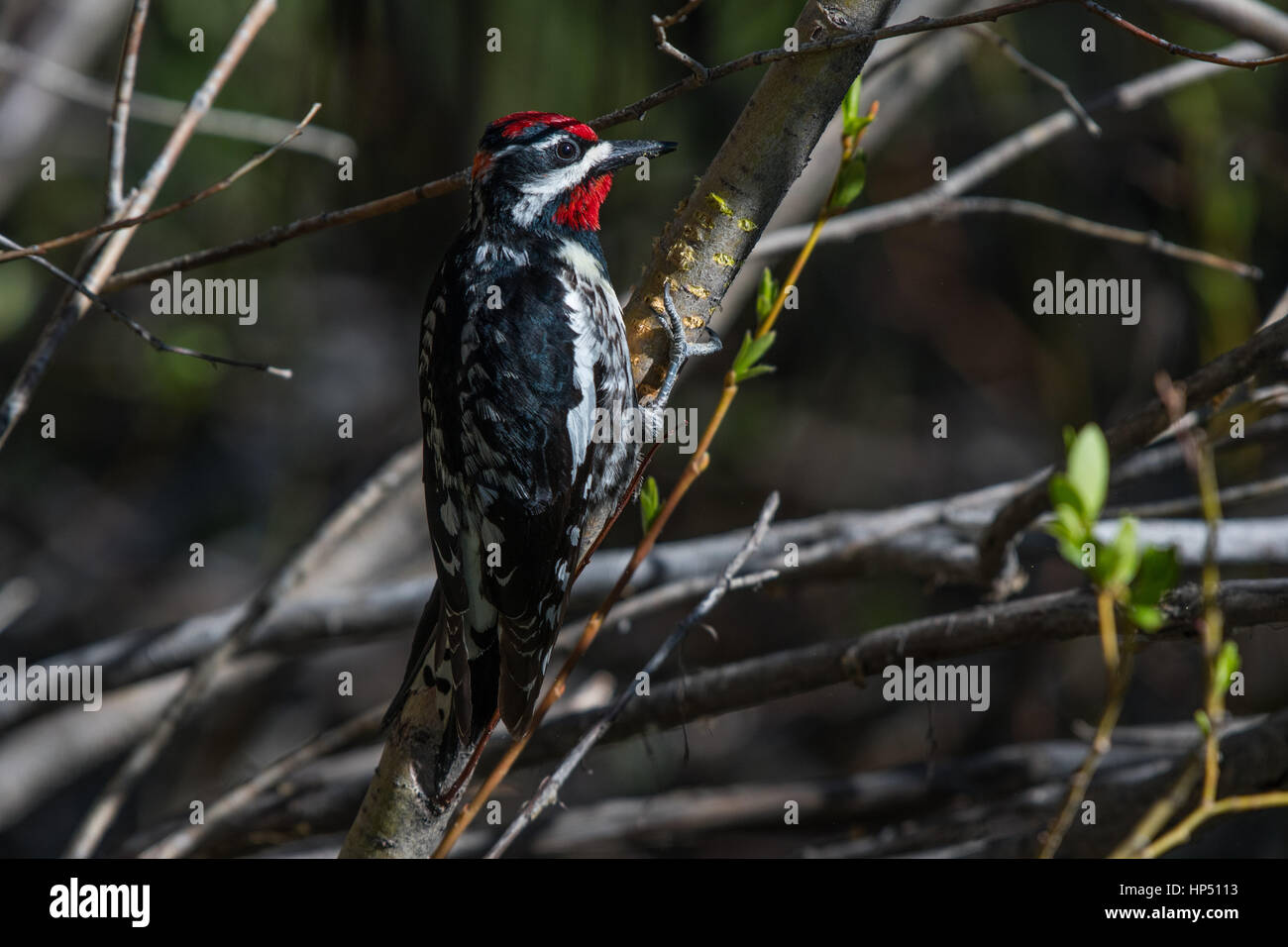 Ein ziemlich Rot-naped Sapsucker thront auf einem Zweig Stockfoto