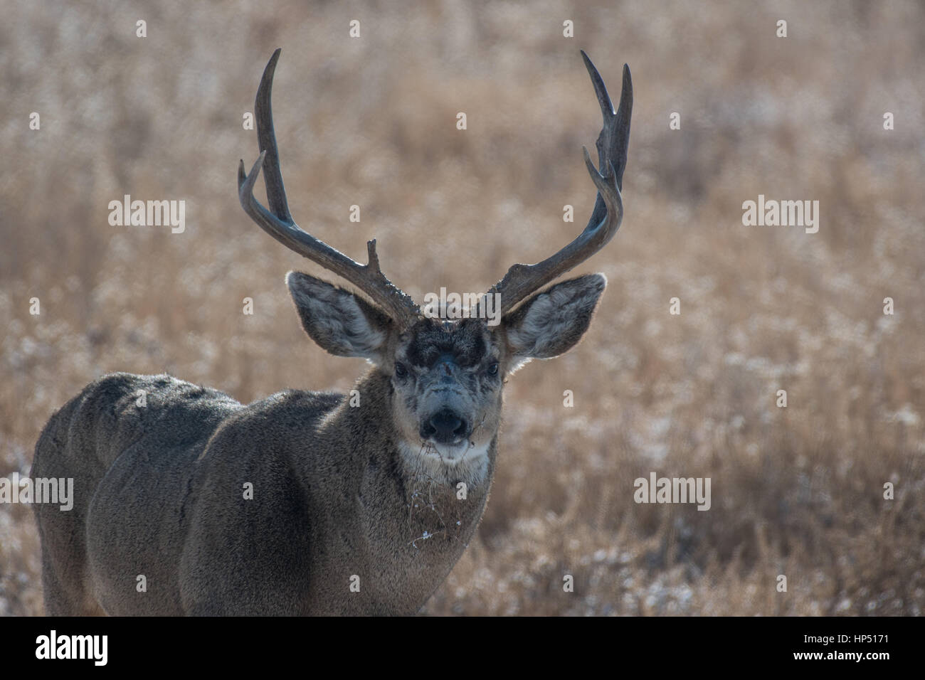 Ein großer Hirsch Buck auf den Ebenen von Colorado Stockfoto