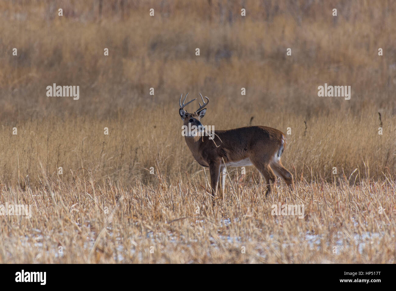 Ein Weißwedelhirsche Buck auf den Ebenen von Colorado Stockfoto