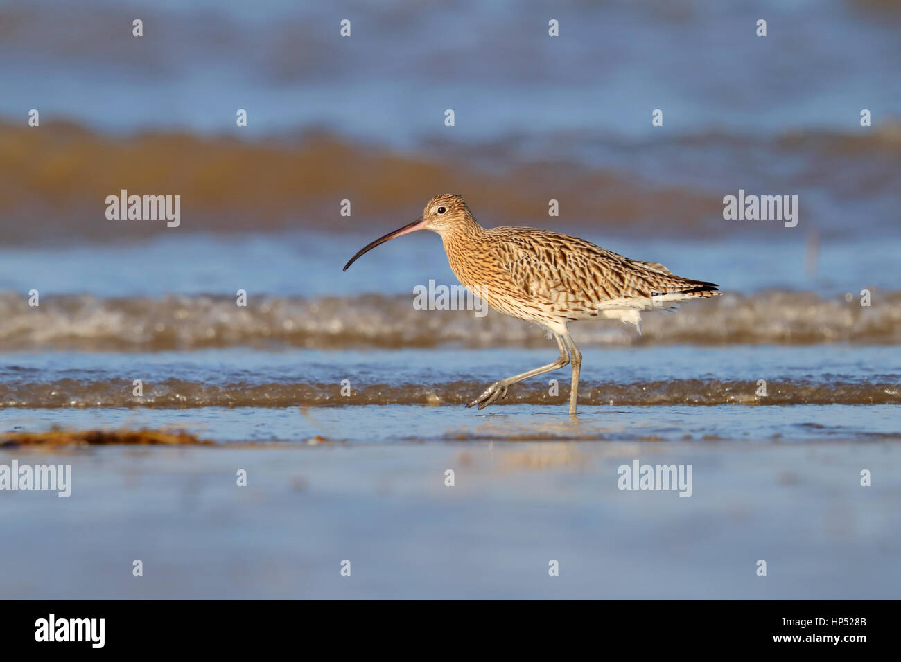 Eurasische Brachvogel Numenius Arquata waten auf den Norfolk-Strand im winter Stockfoto