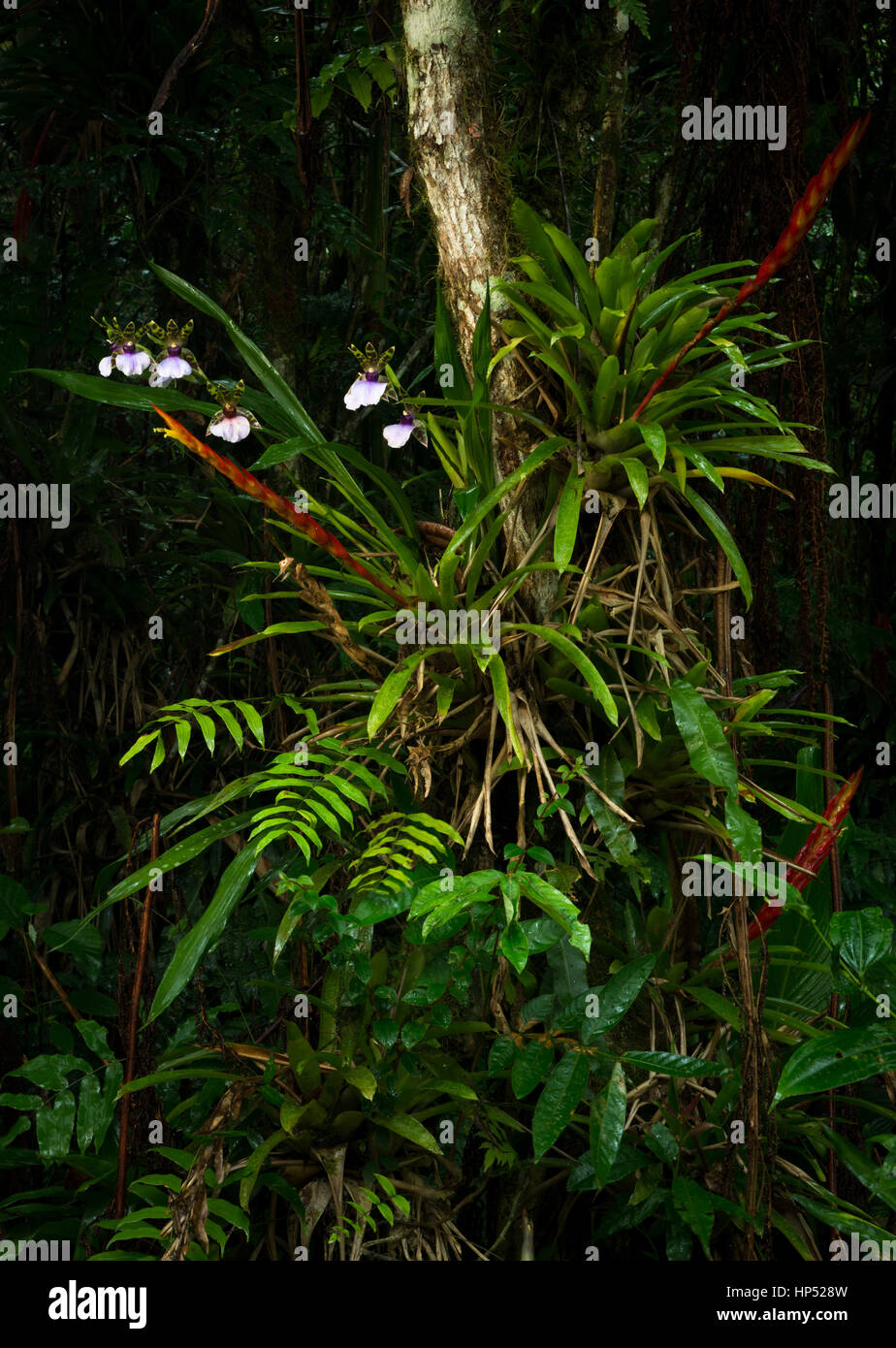 Eine üppige Sammlung von Epiphyten wachsen im Atlantischen Regenwald Stockfoto