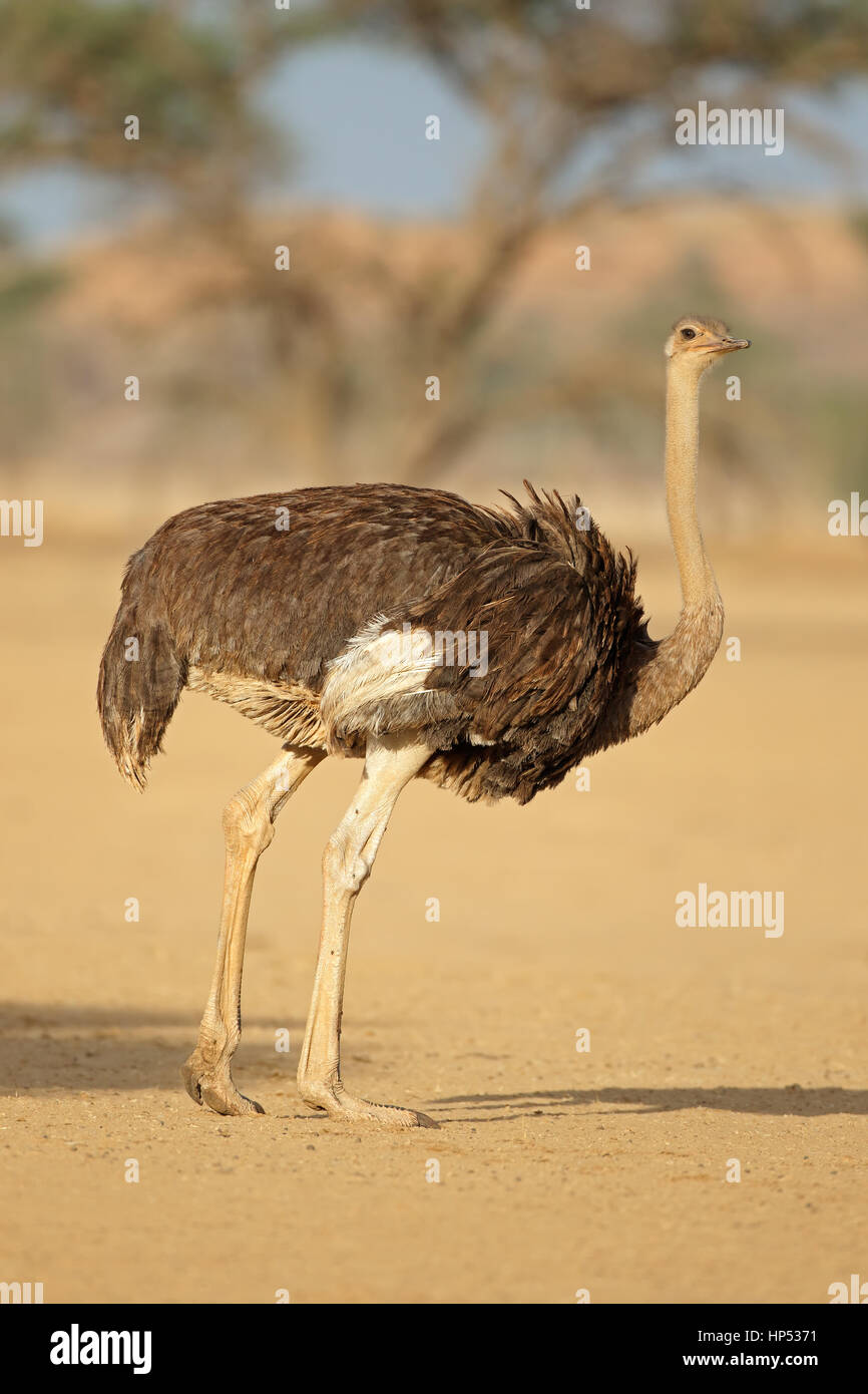 Weibliche Strauß (Struthio Camelus) im natürlichen Lebensraum, Kalahari-Wüste, Südafrika Stockfoto