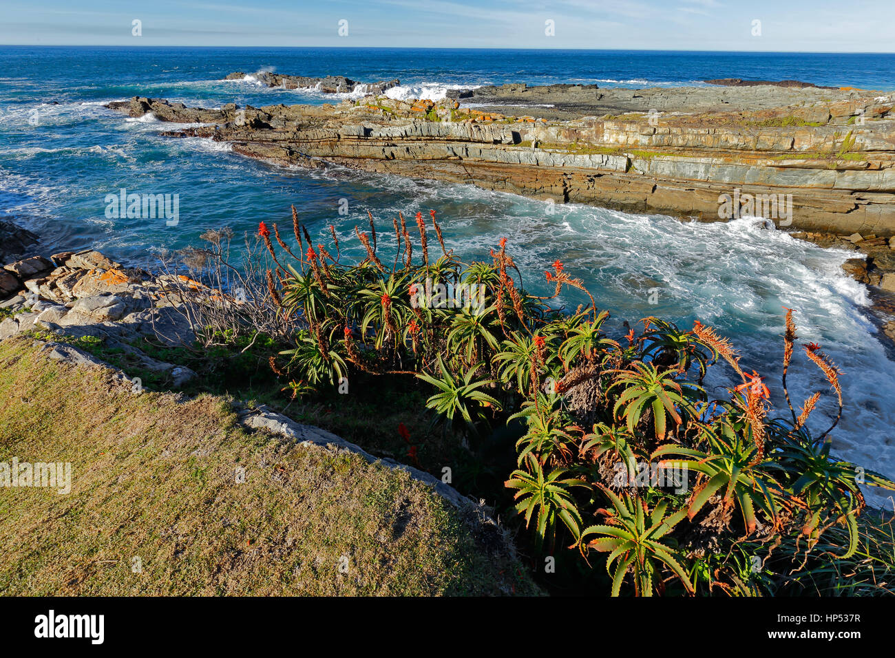 Malerische Küste mit blühenden Aloe, Garden Route National Park, Südafrika Stockfoto