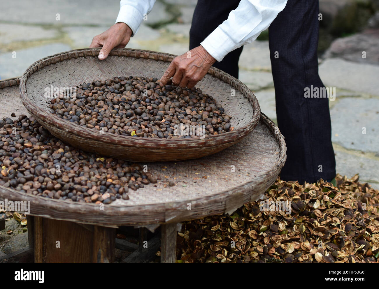 Camellia Öl Samen und die Hände des alten Mannes in einem alten Dorf von China. Stockfoto