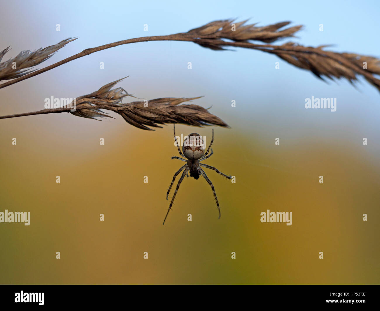 Araneus Diadematus, Kreuz-Spinne Stockfoto