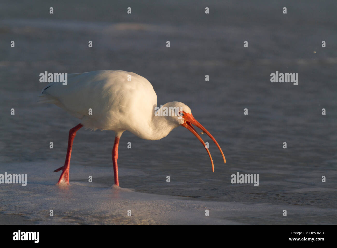 American White Ibis Essen am Strand in Florida suchen Stockfoto
