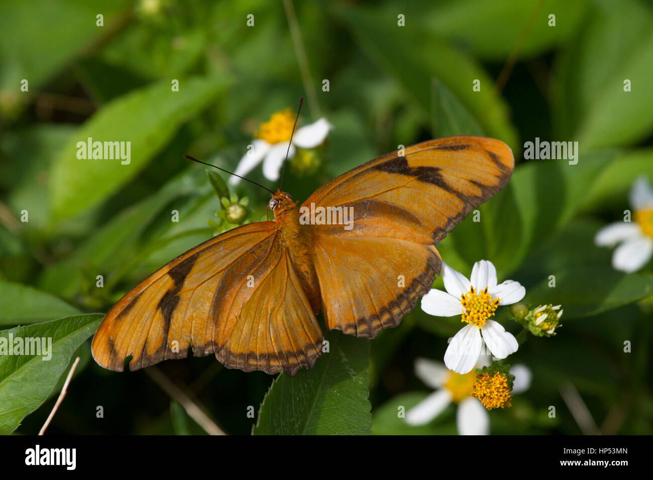 Julia Heliconian (Dryas Iulia) Stockfoto