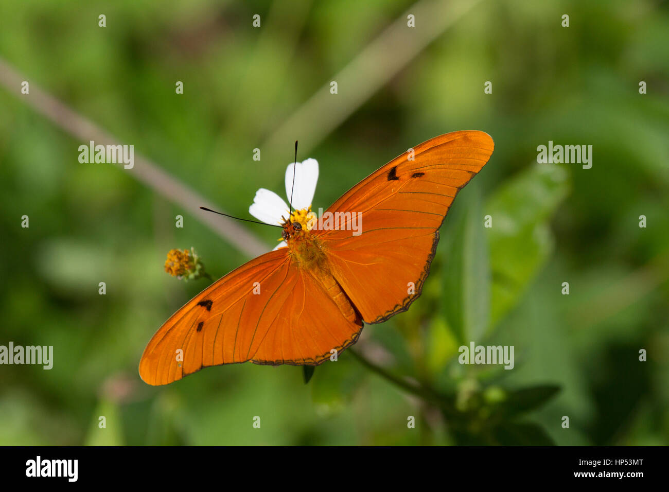 Dryas Iulia, Julia butterfly Stockfoto