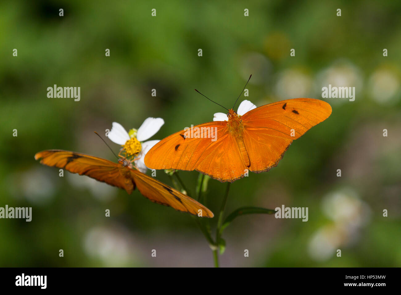 Dryas Iulia, Julia butterfly Stockfoto